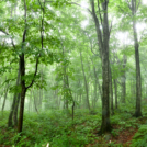 ＠白神山地